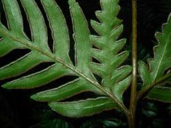Pteris carsei. Abaxial surface of fertile frond with elongated sori protected by membranous reflexed lamina margins.
 Image: L.R. Perrie © Leon Perrie CC BY-NC 3.0 NZ